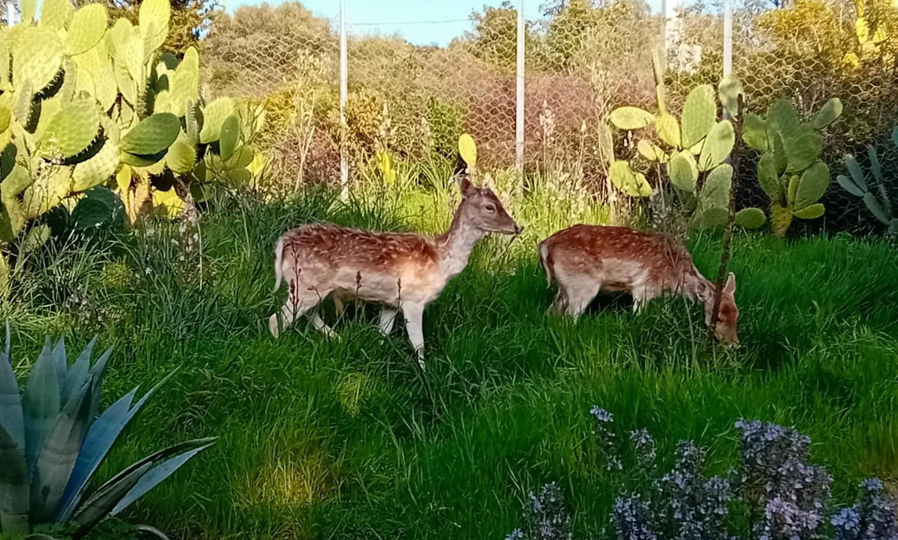 Alloggio per agriturismo Villa La Fattoria Delle Tartarughe San Gregorio